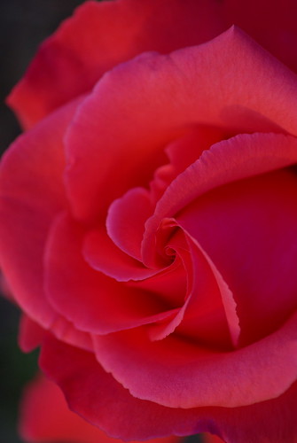 Red Rose with Pentax SMC-A 50mm f/2.8 Macro 1:2
