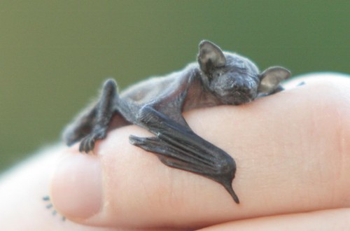 murciélago bebé en la mano