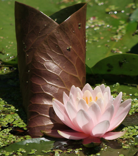 Water Lily and Pad