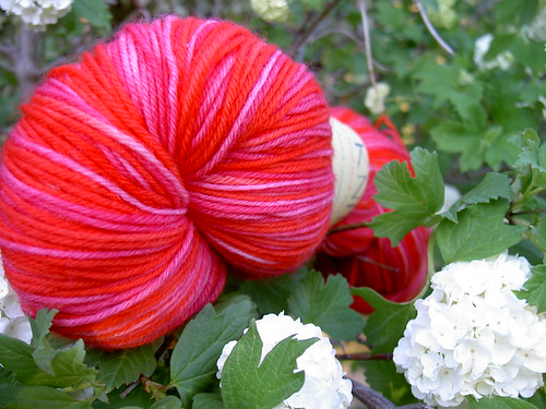 Strange looking rosy flower