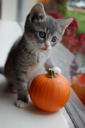 sweet little pumpkin - lottie