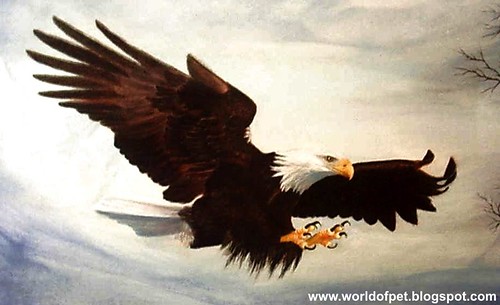 bald eagle wallpaper. Bald Eagle wallpaper Potrait