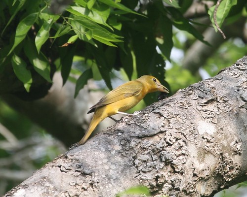 Summer Tanager Rubbing Bee