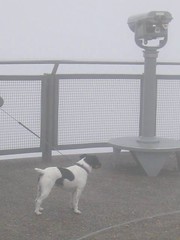 Dog in fog