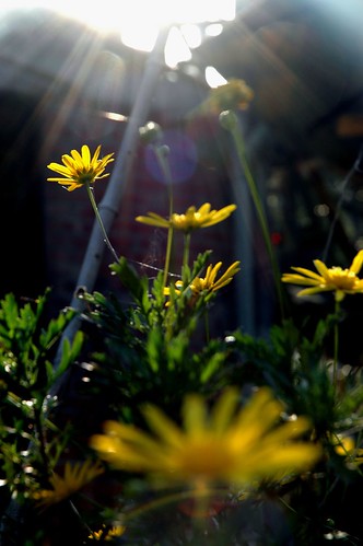 Daisies to the Sun