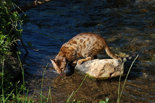 Bengal cat by roberto shabs, on Flickr