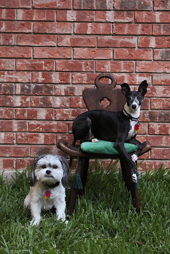 Two dogs and a chair 3