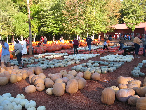 pumpkinfarm1