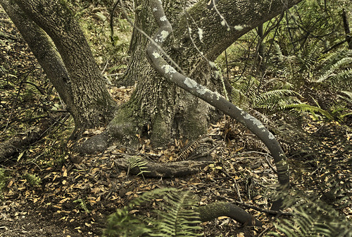 poison oak vine. Poison Oak (Toxicodendron