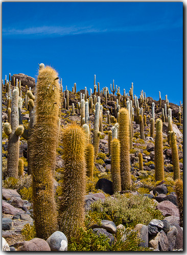 Cactus at Isla Pescado