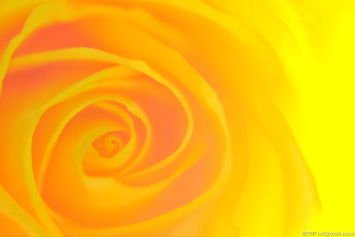 Backlit yellow rose macro