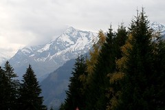 Austrian Alphs