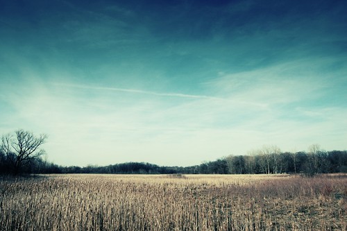 prairie under the blue sky