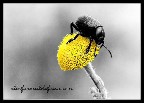 Escarabajol flor bnfin
