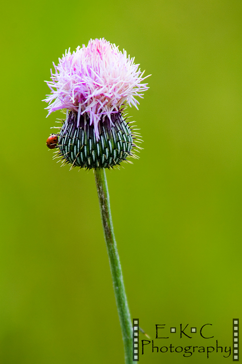 flower w ladybug wm