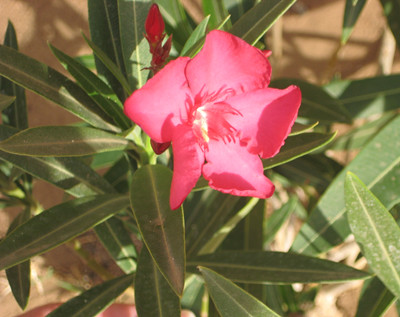 Pictures of Oleander Blooming