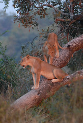Lionesses in tree, South Luangwa