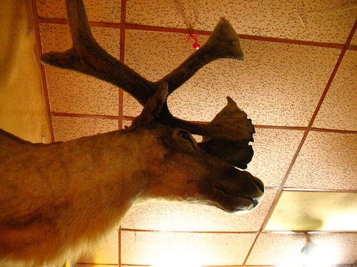reindeers (caribou) are allowed in the bar