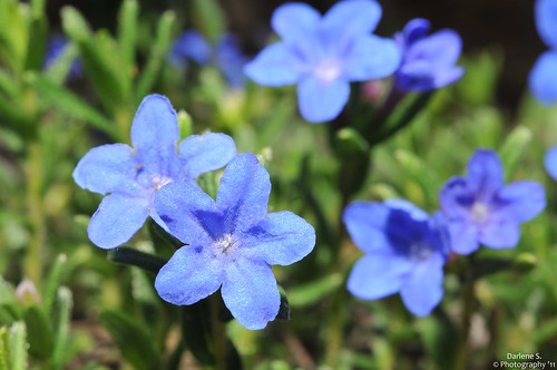 Pretty blue flowers