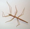Stick Bug