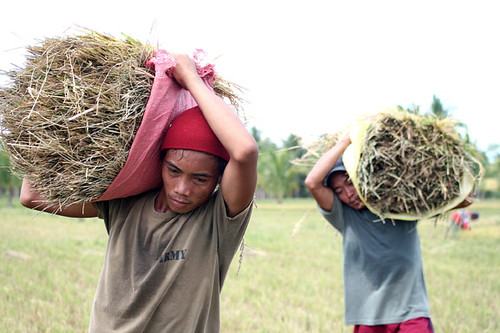 Philippines,Pinoy,Life,city,rural Alabel, Sarangani rural rice man young farm farming harvest 