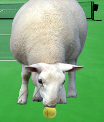 The Sheep That Ate Tennis
