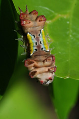 Mottled Cup Moth Caterpillar