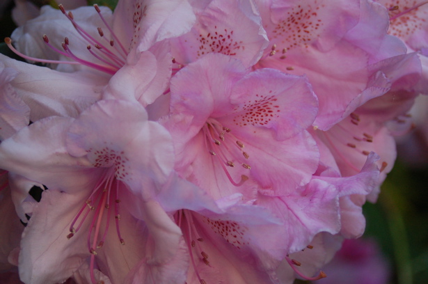 rhododendrons_cluster_pink