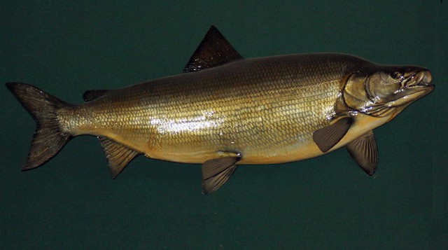 1 Common Whitefish