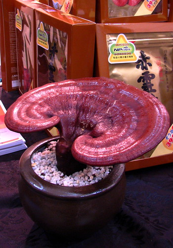 Reishi Mushroom Pictures. reishi mushroom