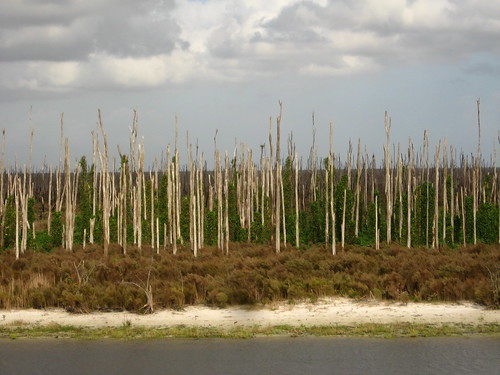 Everglades on Lake Okechobee, near Clewiston, Florida, USA