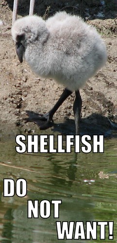 Shellfish - do not want