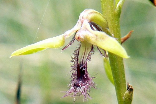 Genoplesium fimbriatum (closeup)