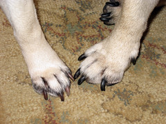 jazzy and normans paws