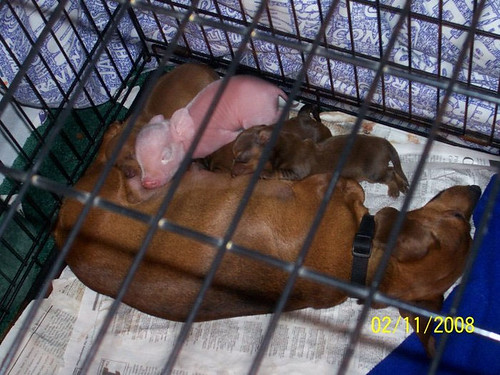 Pink and the Puppies Nursing