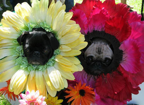 flower dogs