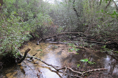Florida Trail 143