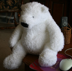 Polar Bear 100807