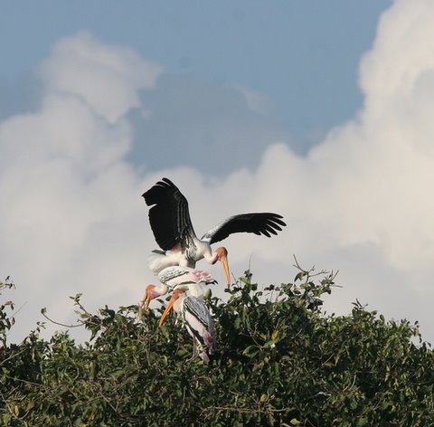 painted storks
