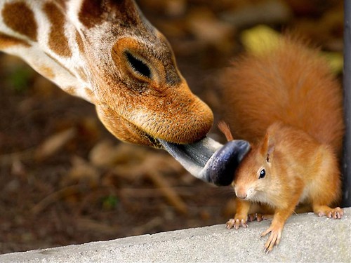 giraffesquirrel.jpg