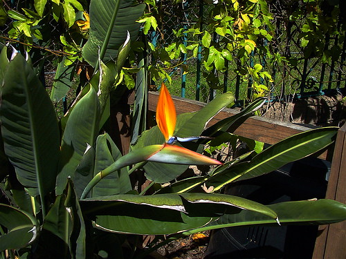 Birds of paradise, passion fruit vine in back