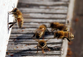 Honey bees gather around the entrance to their hive.