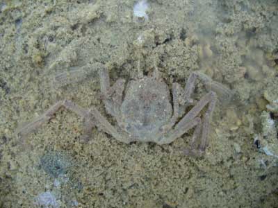 Crab-P1050671