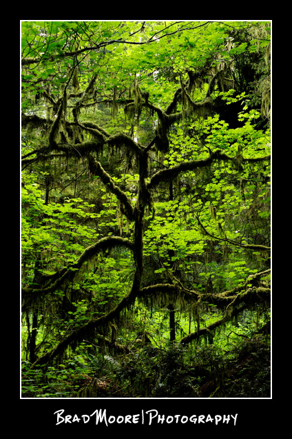 Redwoods_Mossy_Tree