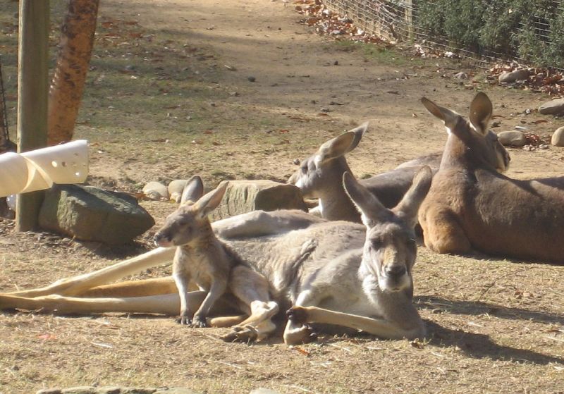 kangaroo with a joey hanging out