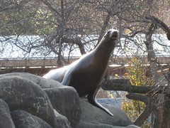 Sea Lion in the Central Park Zoo