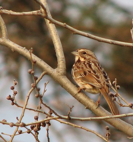 song sparrow, Forest Park 020208