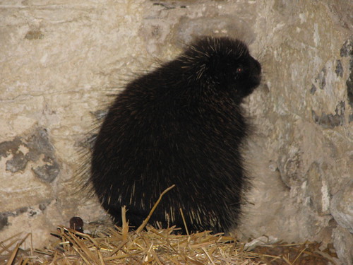 Lally Chalet porcupines