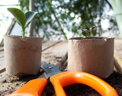 seedling cups