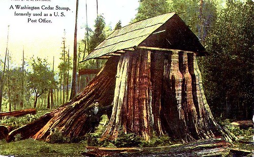 Stump House